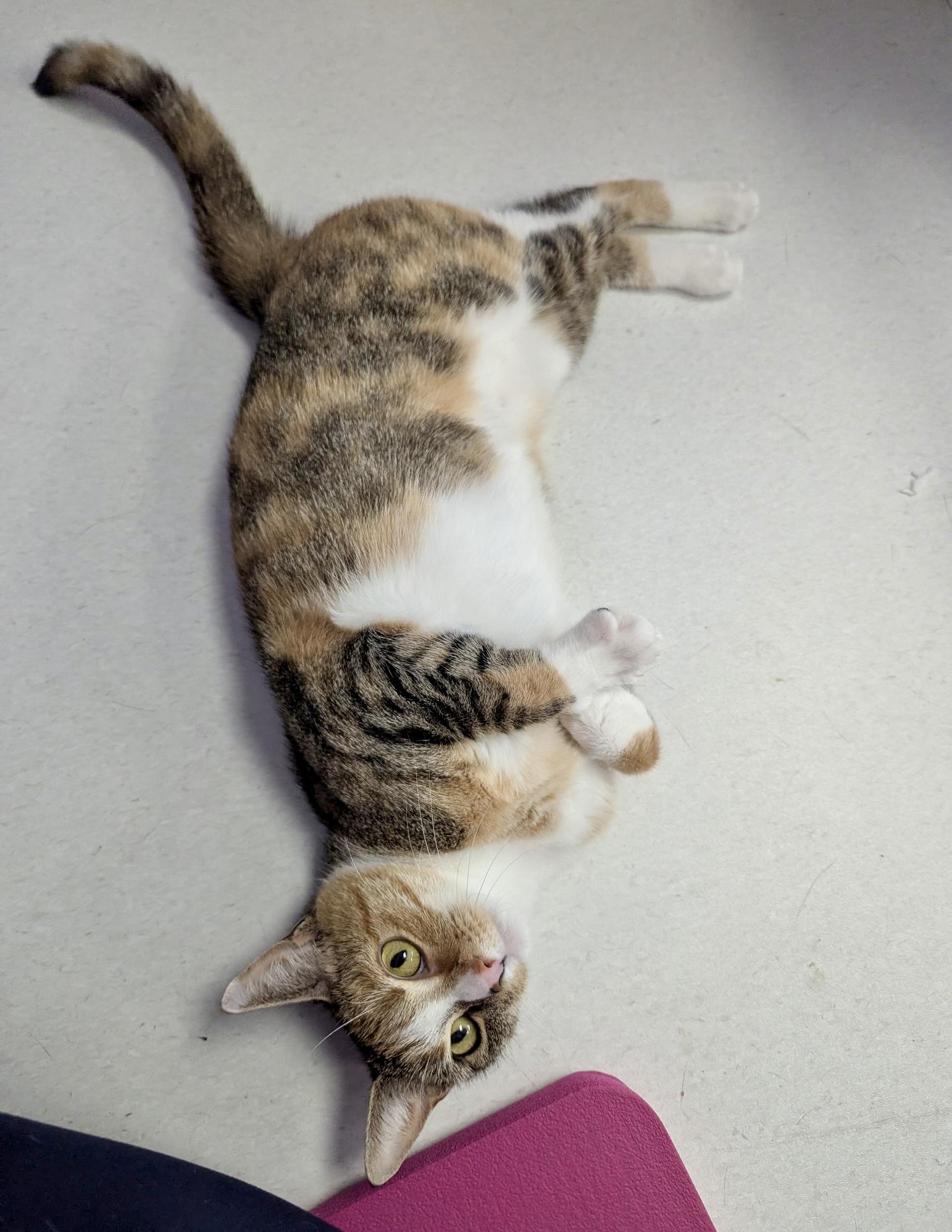 Enlarge Charlie, an adoptable Calico in Norwalk , CT image 3/6