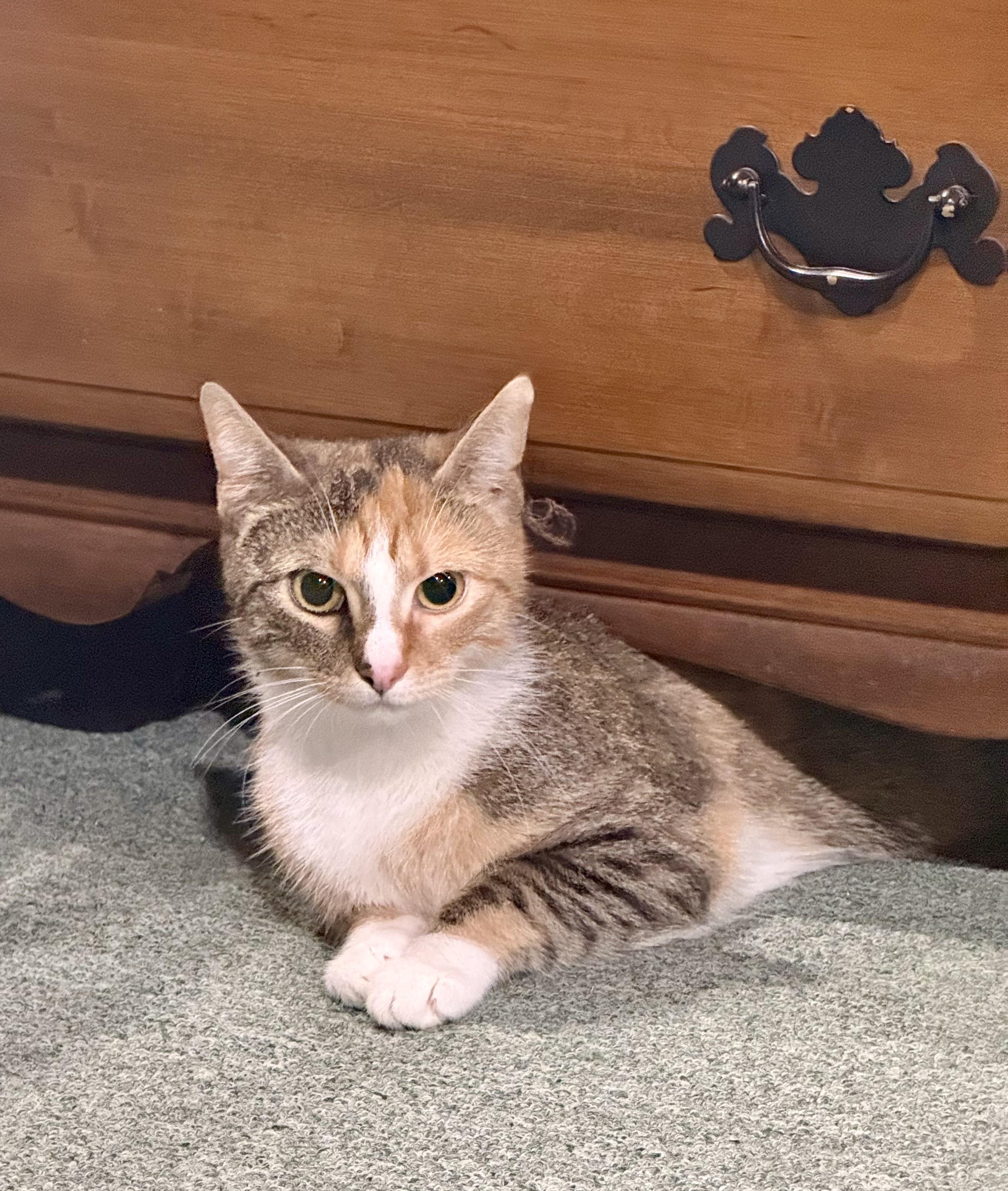 Charlie, a ADOPTABLE Calico in Bethel, CT image 4/6