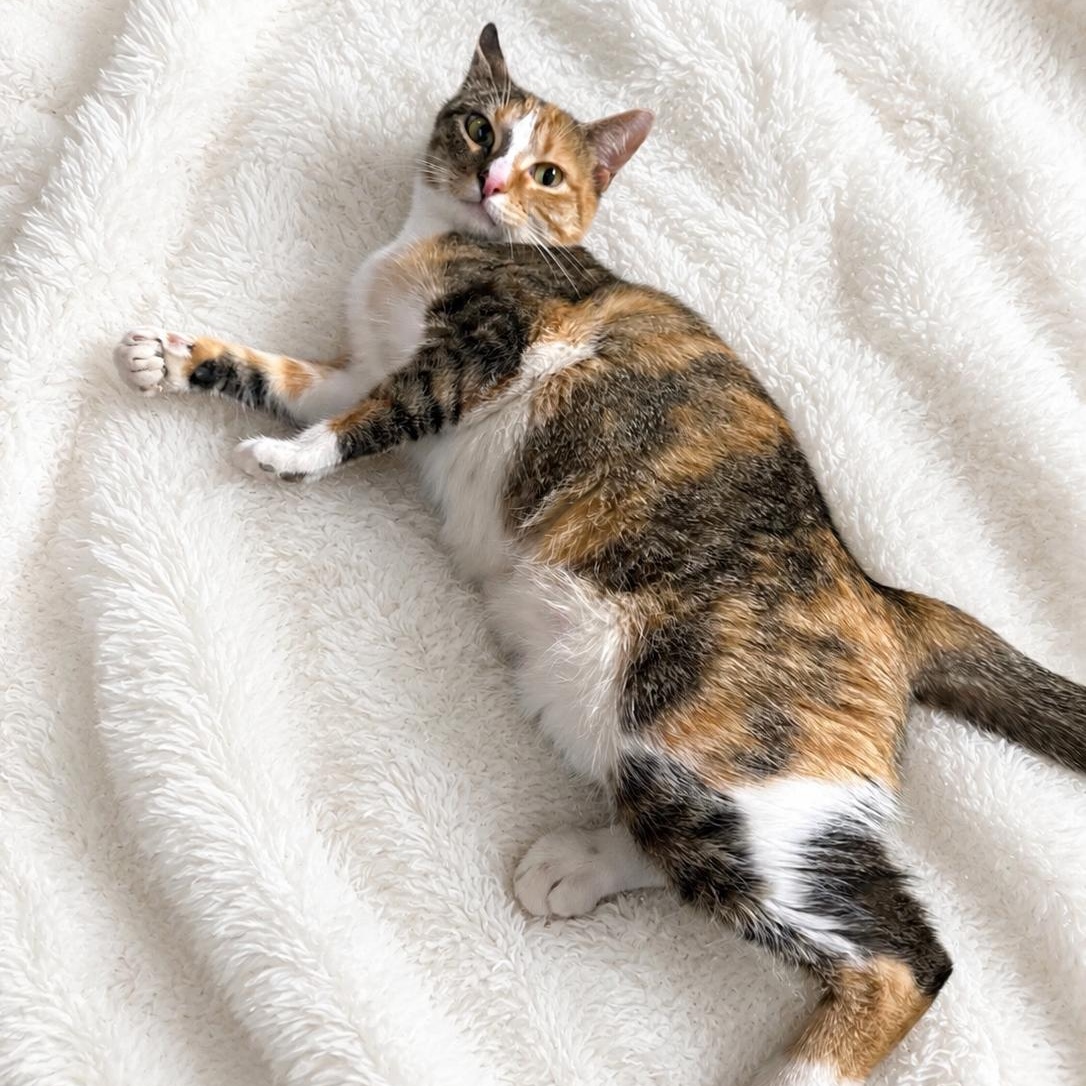 Charlie, a ADOPTABLE Calico in Bethel, CT image 1/6