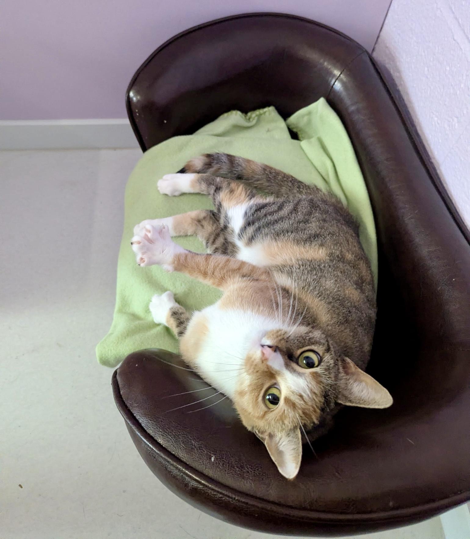 Enlarge Charlie, an adoptable Calico in Norwalk , CT image 5/6