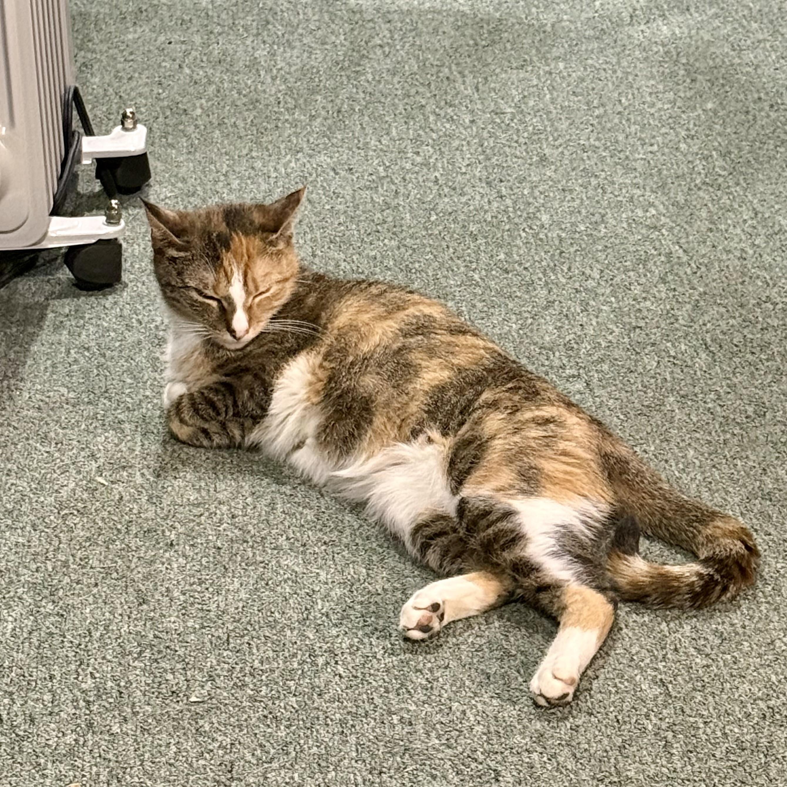 Charlie, a ADOPTABLE Calico in Bethel, CT image 6/6
