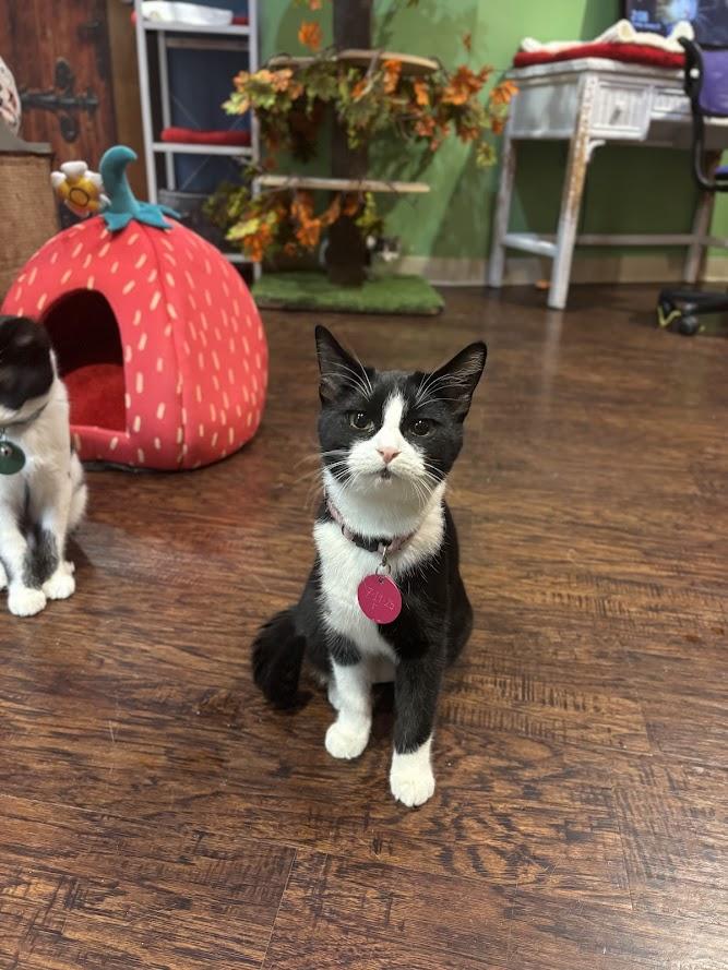 Enlarge Glinda, a ADOPTABLE Domestic Short Hair in The Colony, TX image 1/3