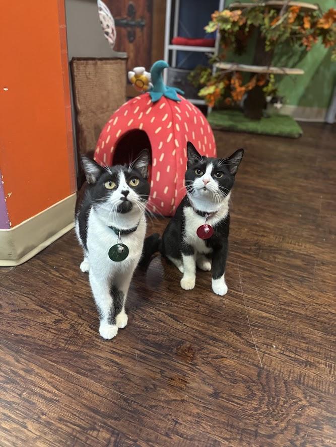 Glinda — thumbnail 2