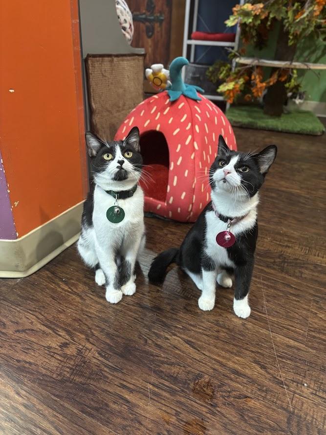 Glinda — thumbnail 3