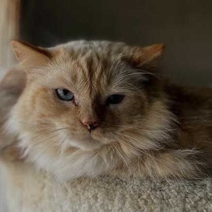 Cortado, Adoptable, Adult Male Domestic Long Hair & Siamese.