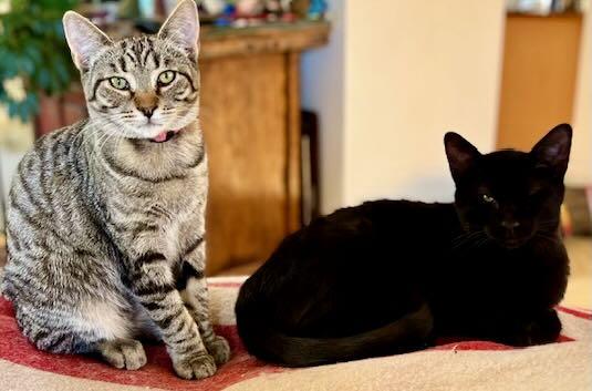Lionel & Zora, Adoptable, Kitten Male Tabby & Domestic Short Hair.