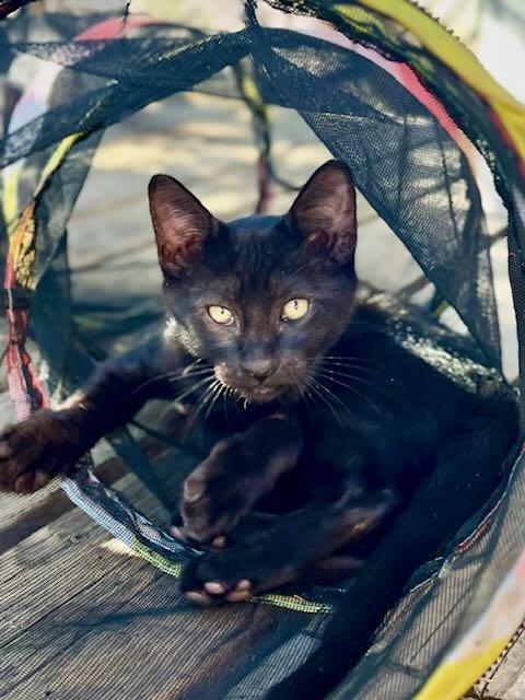 Enlarge Lionel & Zora, a Adoptable mixed breed in Portland, OR image 3/6