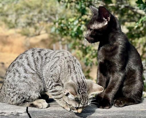 Lionel & Zora, Adoptable, Kitten Male Tabby & Domestic Short Hair.