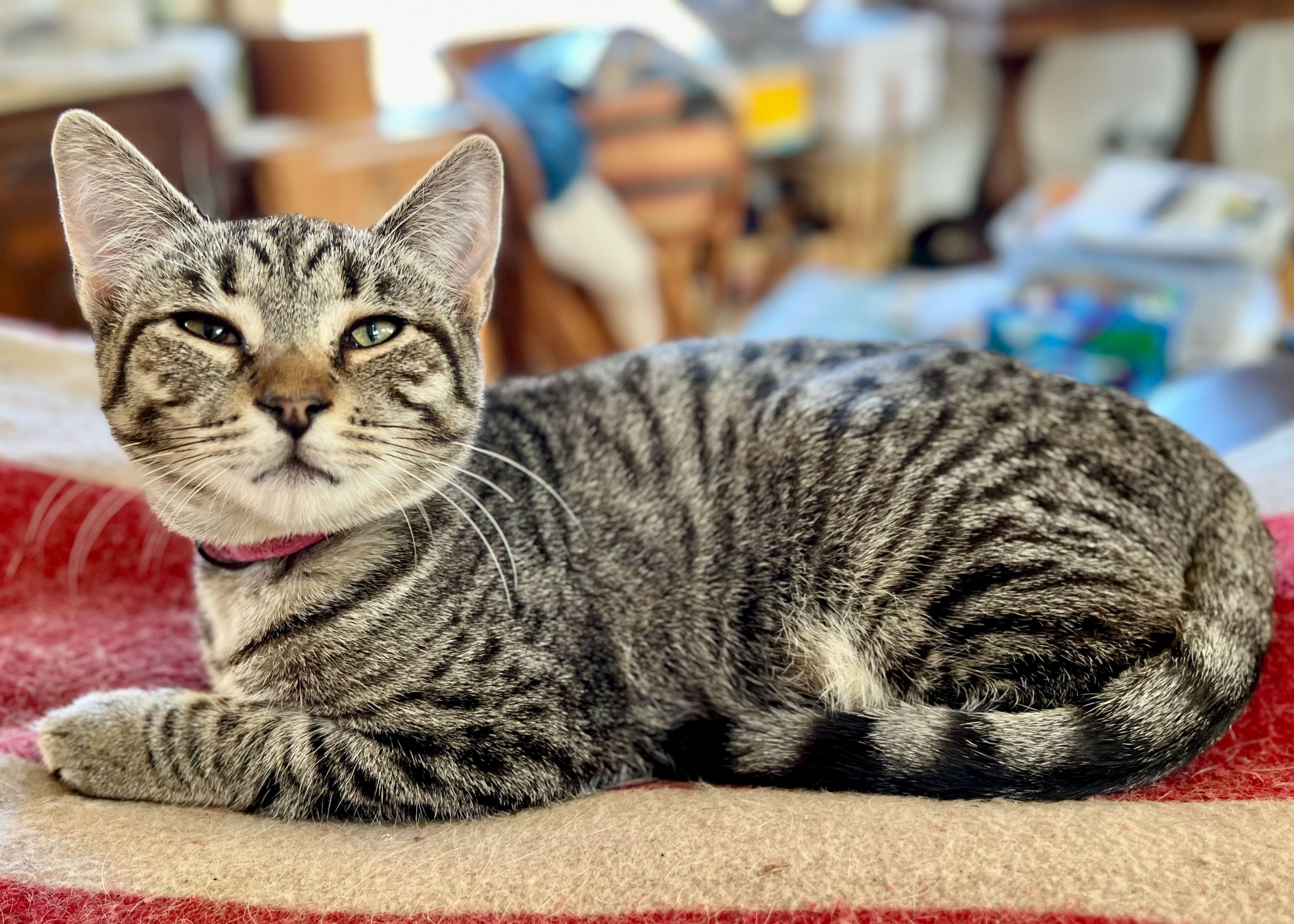 Enlarge Lionel & Zora, a Adoptable mixed breed in Portland, OR image 3/6