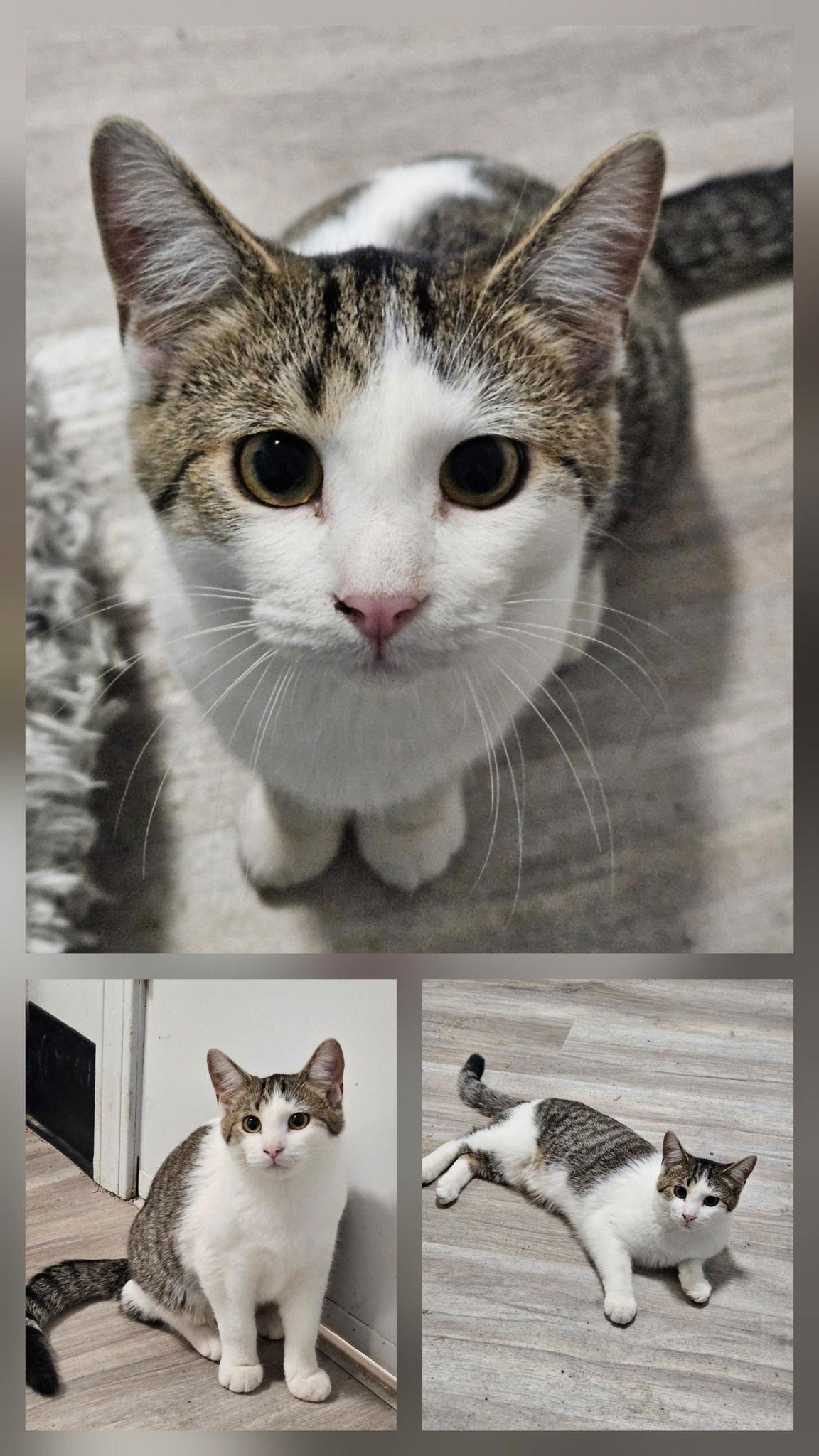 Peter, Adopted, Young Male Domestic Short Hair.