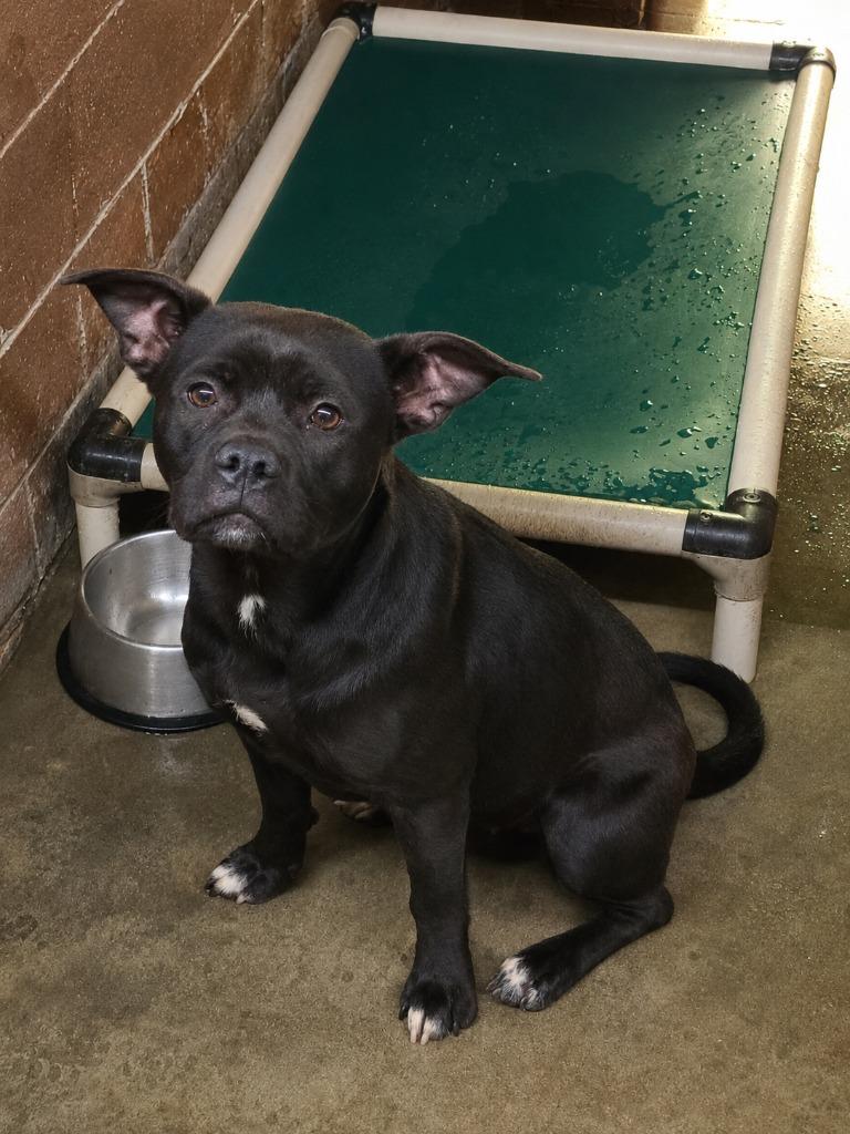 Davina, Adoptable, Young Female Pit Bull Terrier.