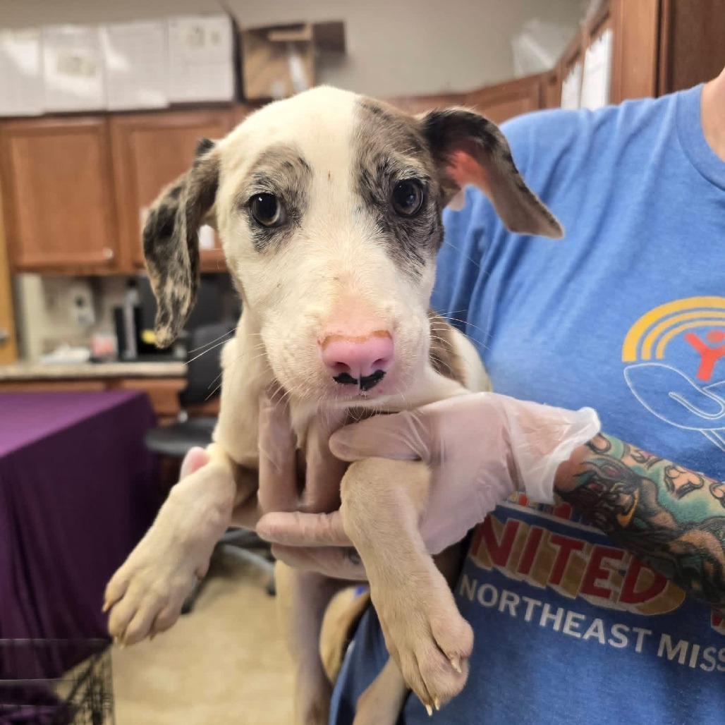 Katie Lynn - 082814U, Adoptable, Puppy Female Australian Shepherd & Mixed Breed.