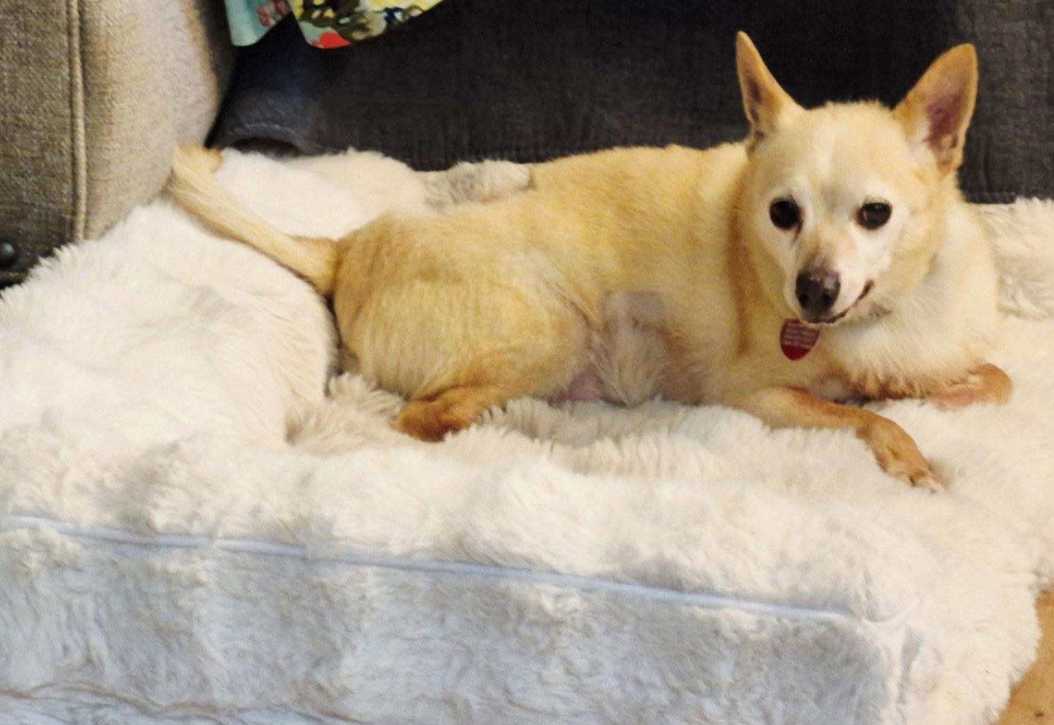 Tito, Adopted, Senior Male Chihuahua.