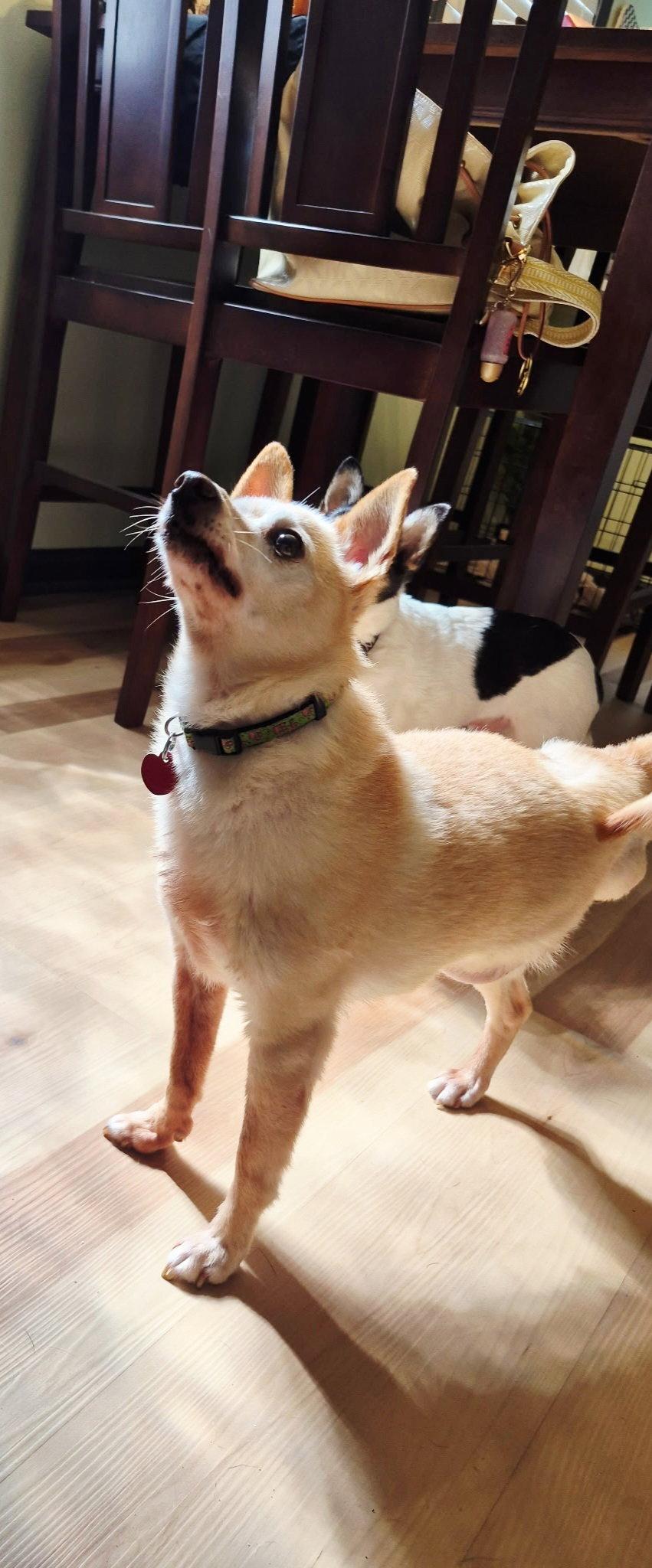 Enlarge Tito, a Adopted Chihuahua in Livonia, MI image 2/3