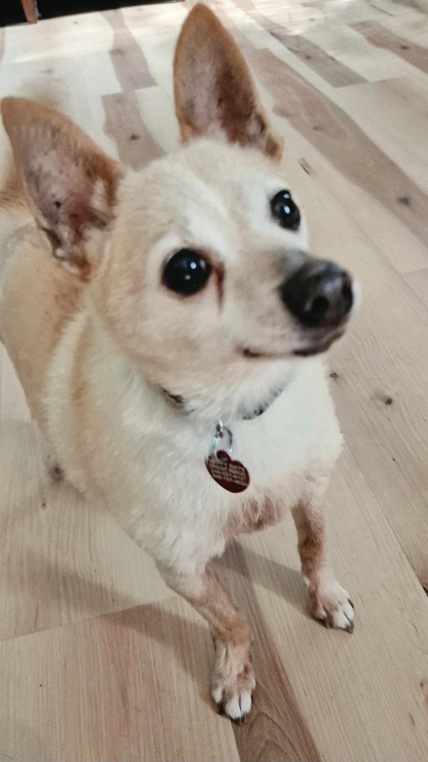 Enlarge Tito, a Adopted Chihuahua in Livonia, MI image 3/3
