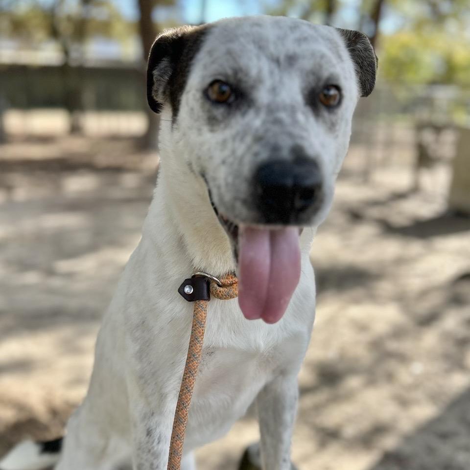 Lance, a Adoptable Mixed Breed in Milton, FL image 1/3