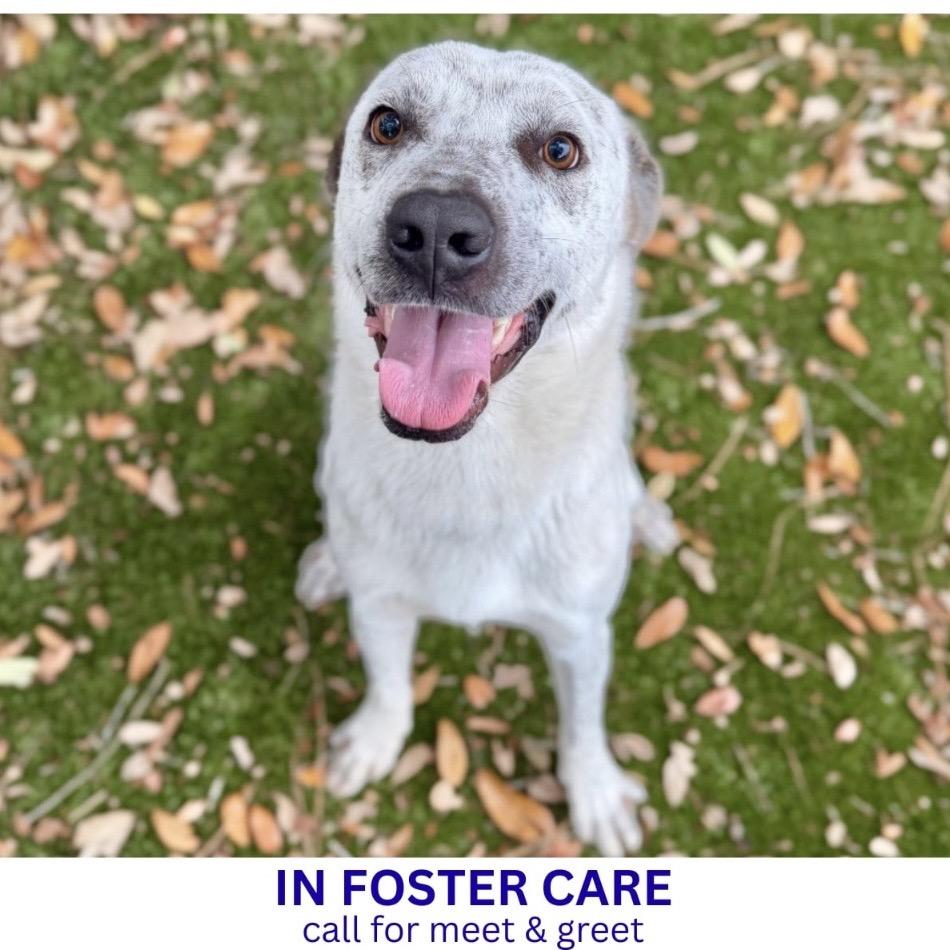 Lance, Adoptable, Adult Male Mixed Breed.