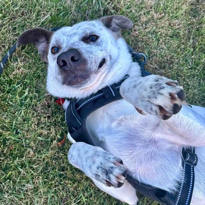 Enlarge Lance, a Adoptable Mixed Breed in Milton, FL image 2/4