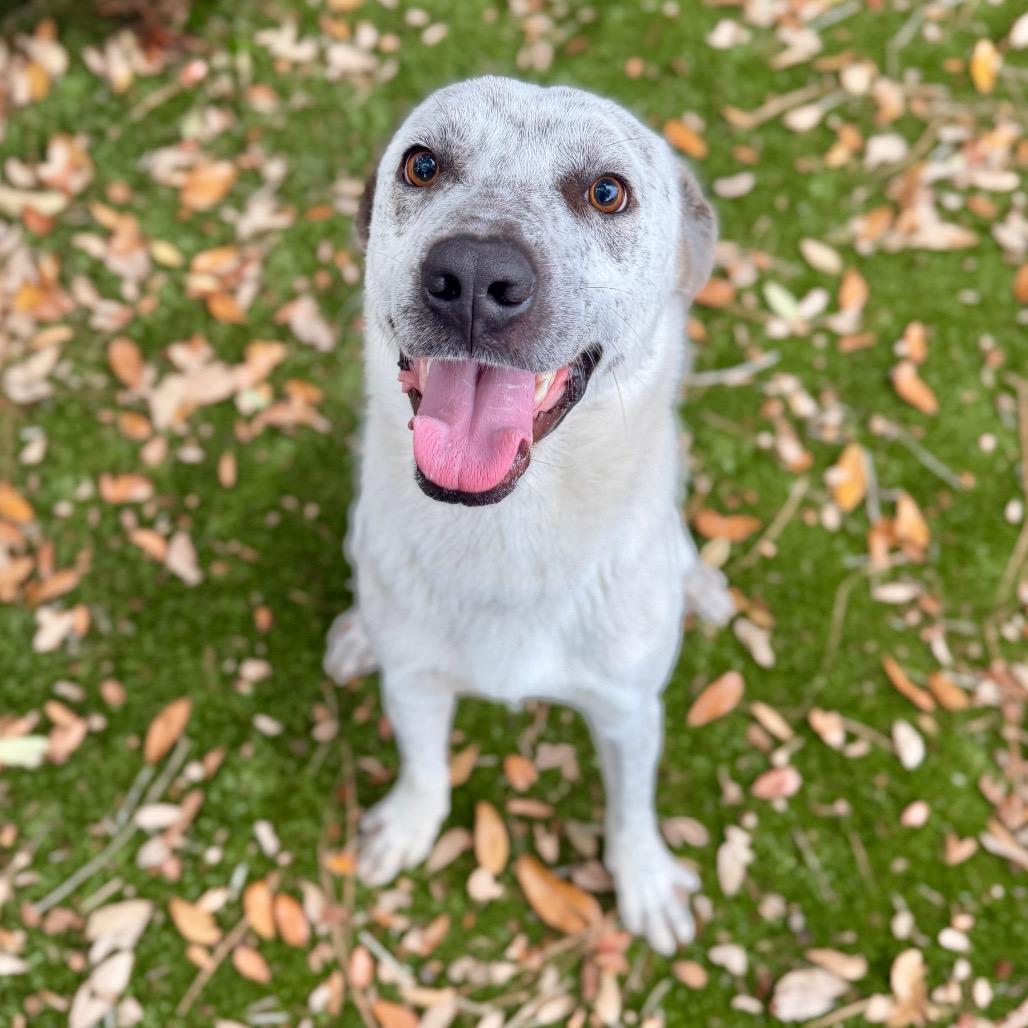 Lance, Adoptable, Adult Male Mixed Breed.