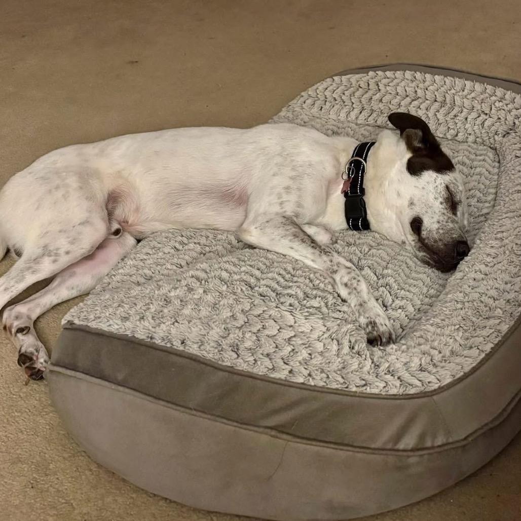 Lance, a Adoptable Mixed Breed in Milton, FL image 5/6