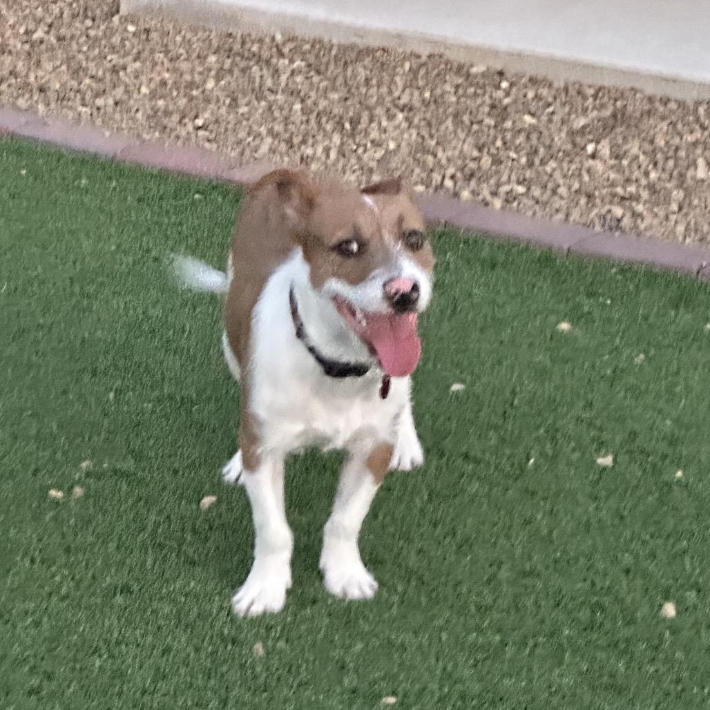 Enlarge Ollie, a Adoptable Terrier in Las Vegas, NV image 1/4