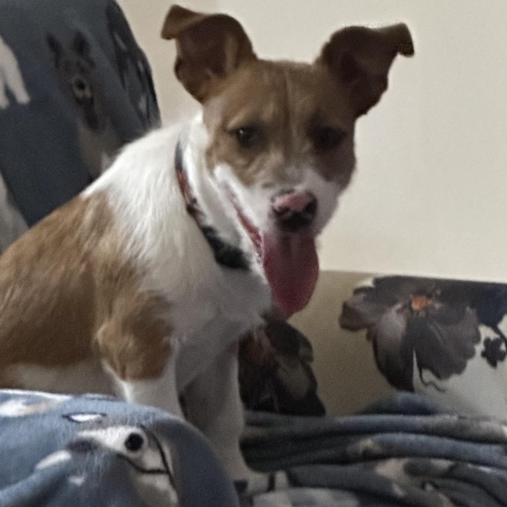 Ollie, a Adoptable Terrier in Las Vegas, NV image 1/3