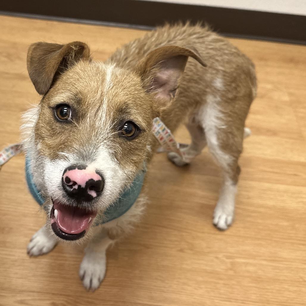 Ollie, a Adoptable Terrier in Las Vegas, NV image 2/3