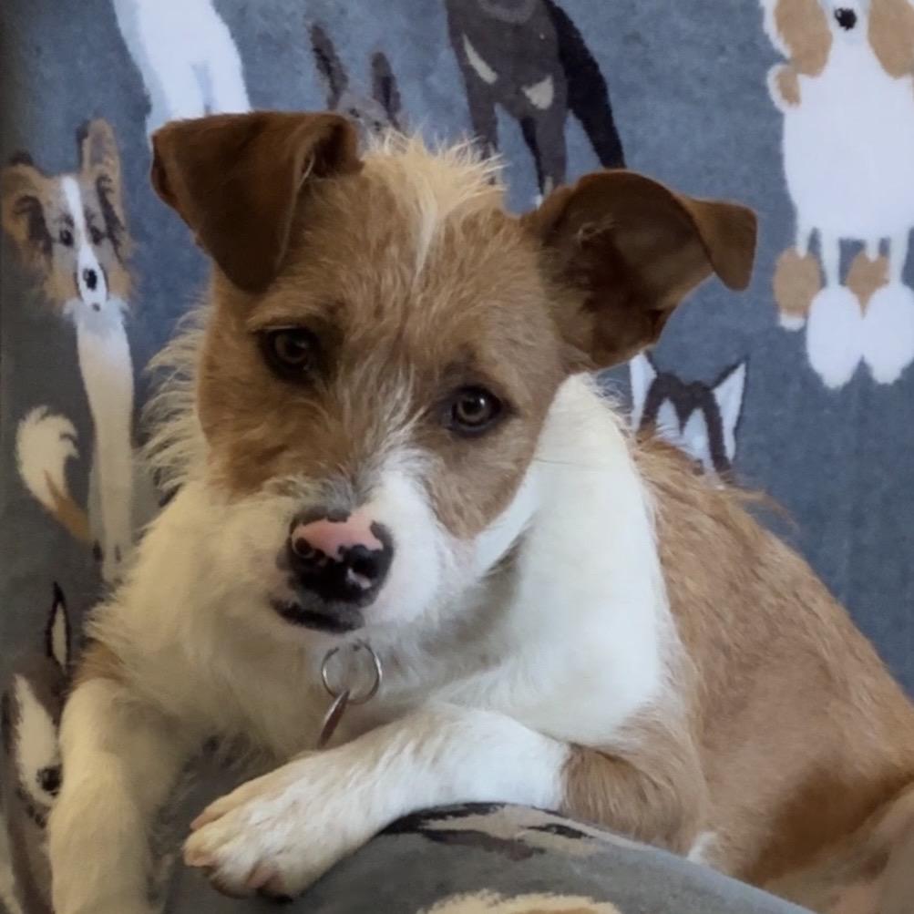 Enlarge Ollie, a Adoptable Terrier in Las Vegas, NV image 2/4