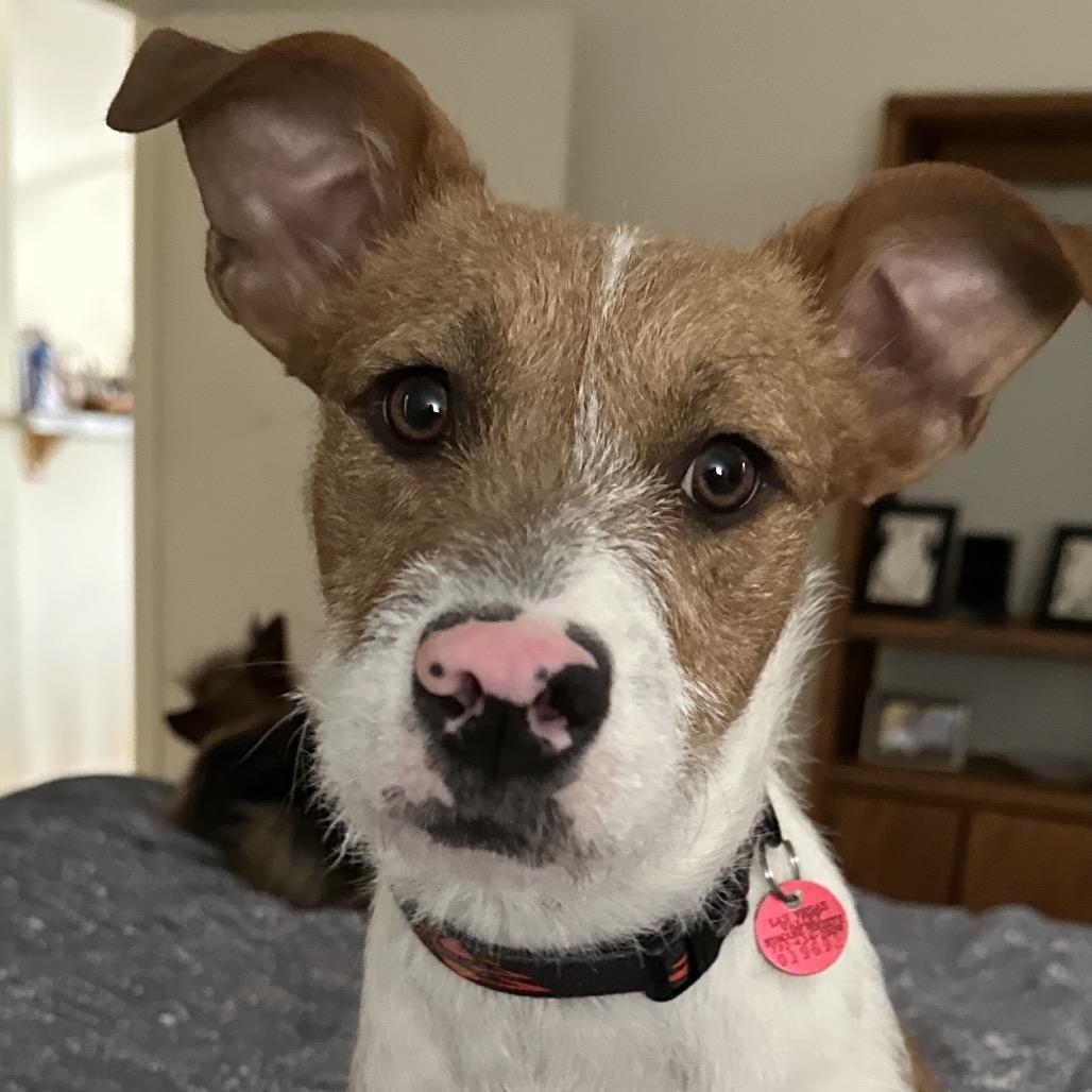 Ollie, a Adoptable Terrier in Las Vegas, NV image 3/3