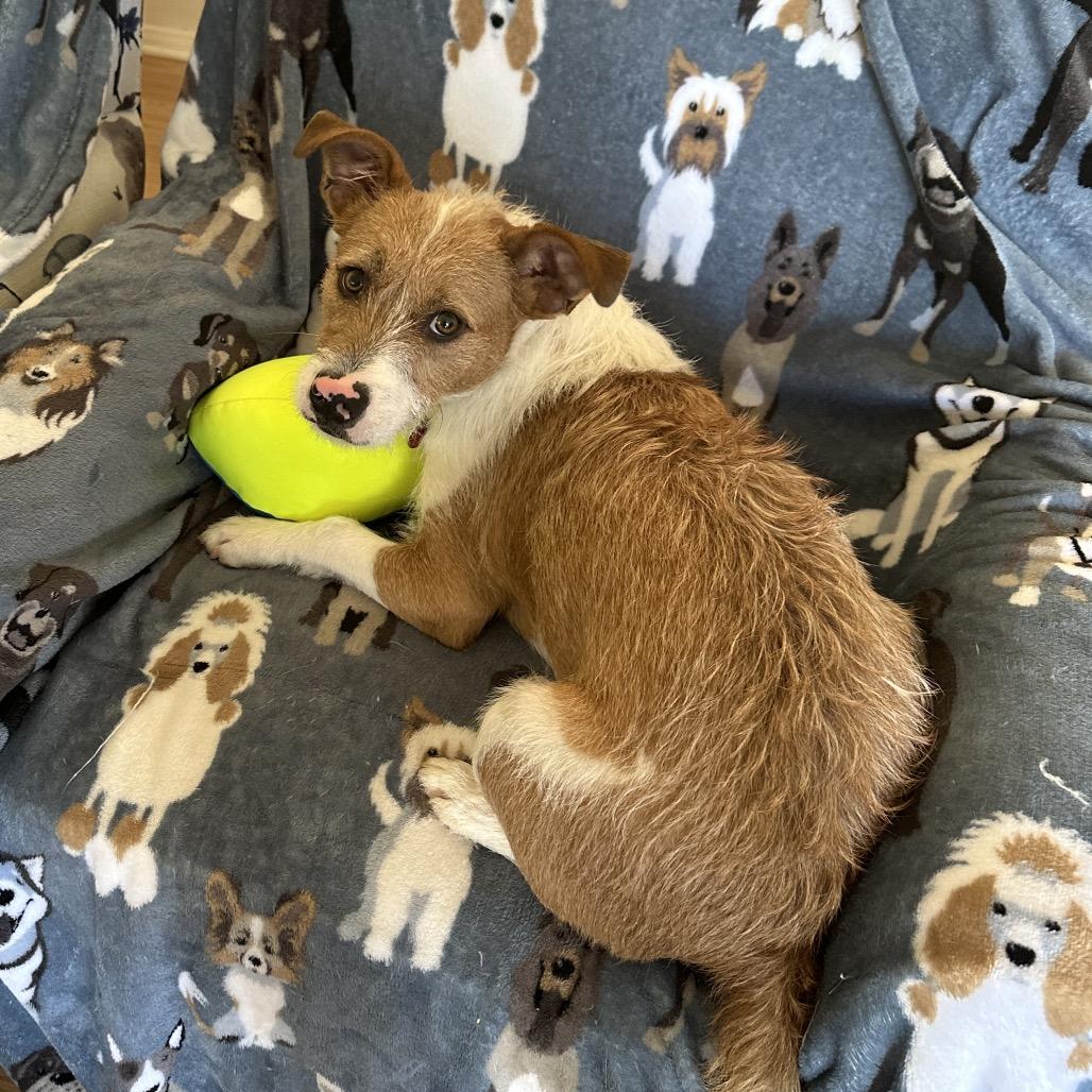 Enlarge Ollie, a Adoptable Terrier in Las Vegas, NV image 4/4