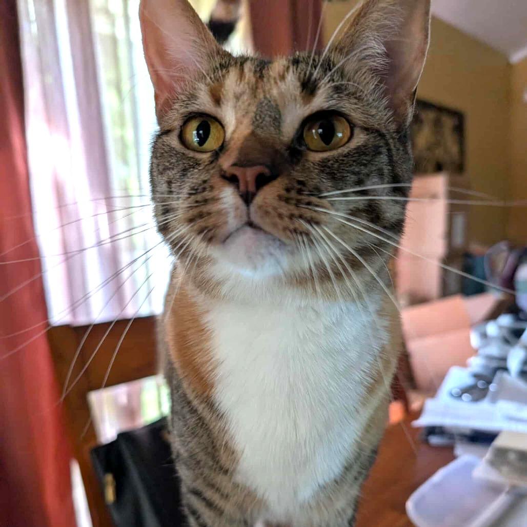 Enlarge Gertie, a Adoptable Domestic Short Hair in Plainfield, IL image 1/6