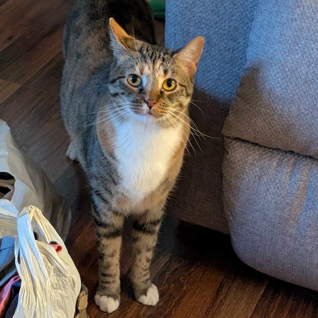 Enlarge Gertie, a Adoptable Domestic Short Hair in Plainfield, IL image 2/6