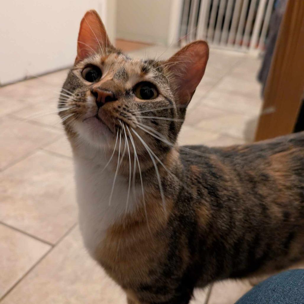 Enlarge Gertie, a Adoptable Domestic Short Hair in Plainfield, IL image 3/6