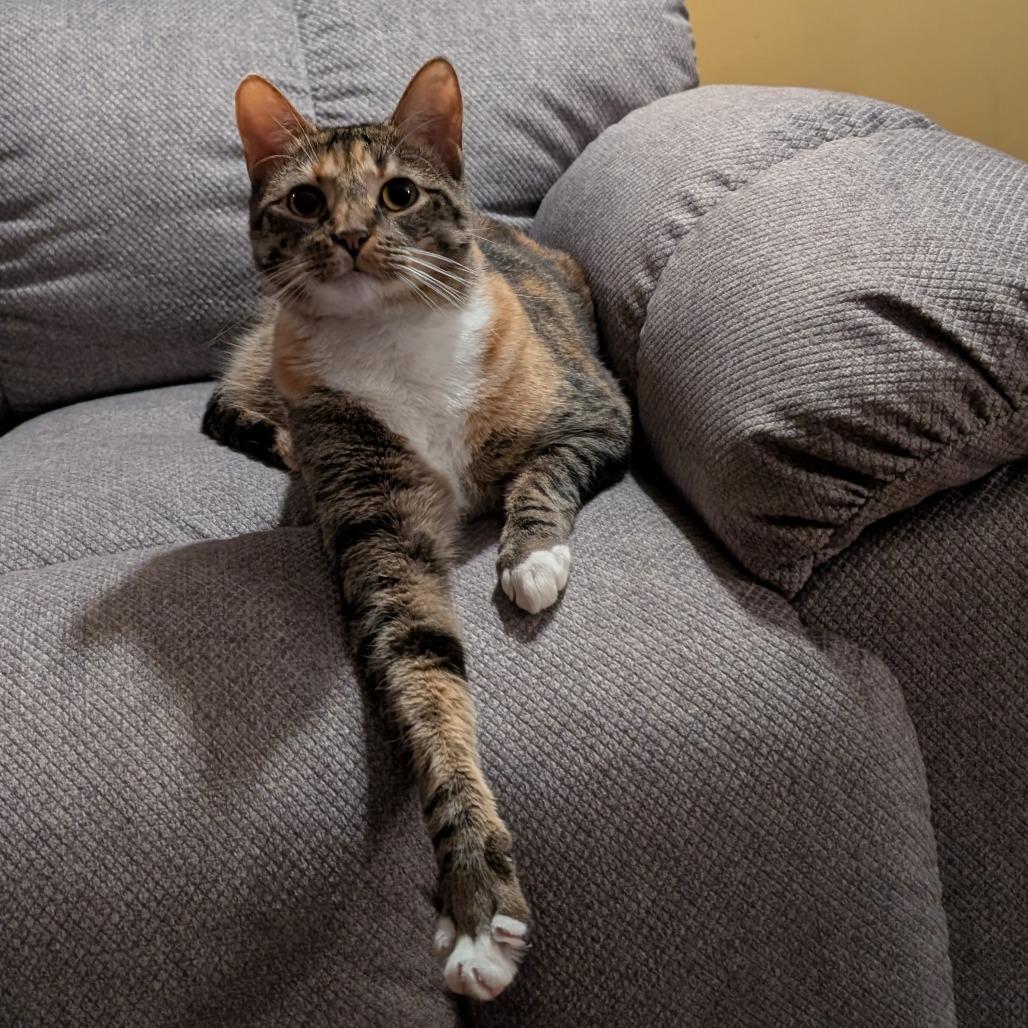 Enlarge Gertie, a Adoptable Domestic Short Hair in Plainfield, IL image 4/6