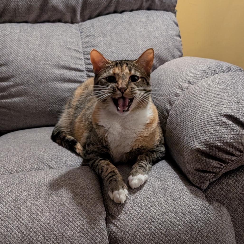 Enlarge Gertie, a Adoptable Domestic Short Hair in Plainfield, IL image 5/6