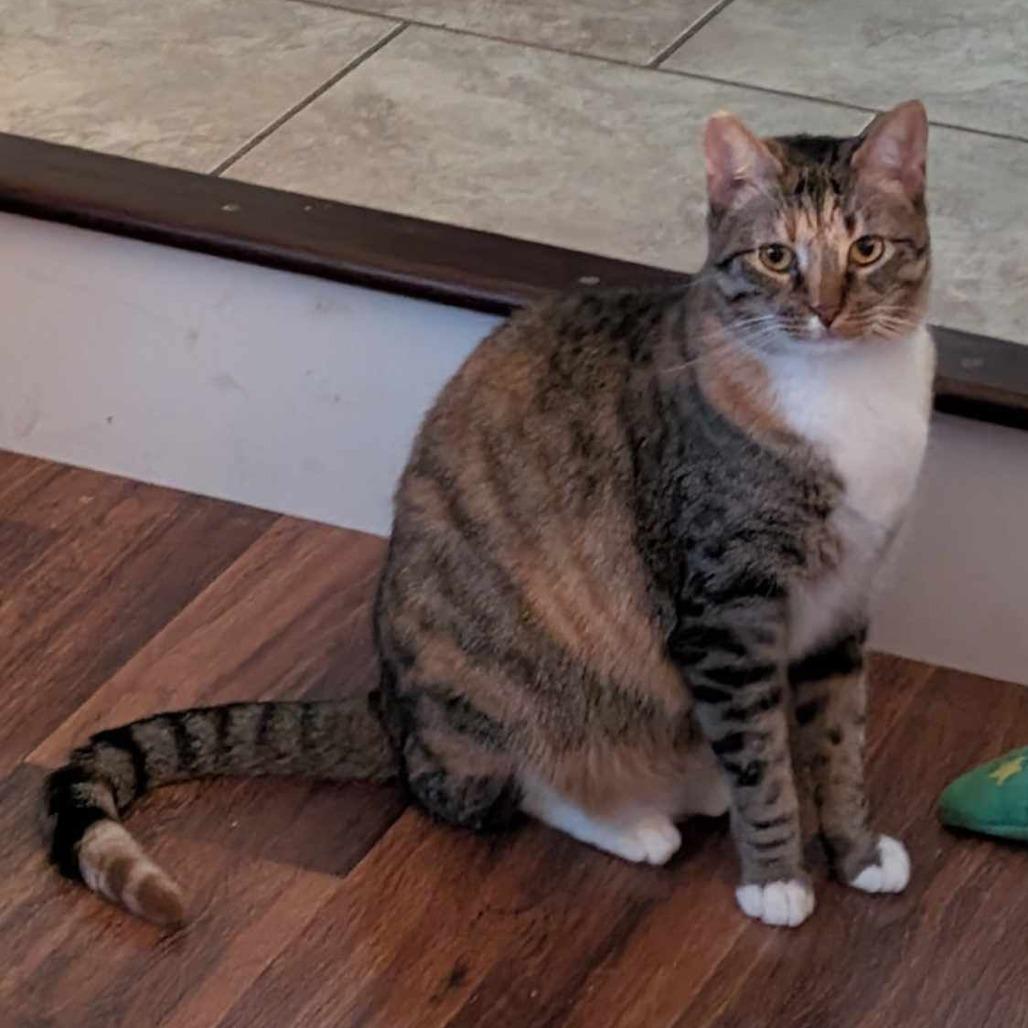 Enlarge Gertie, a Adoptable Domestic Short Hair in Plainfield, IL image 6/6