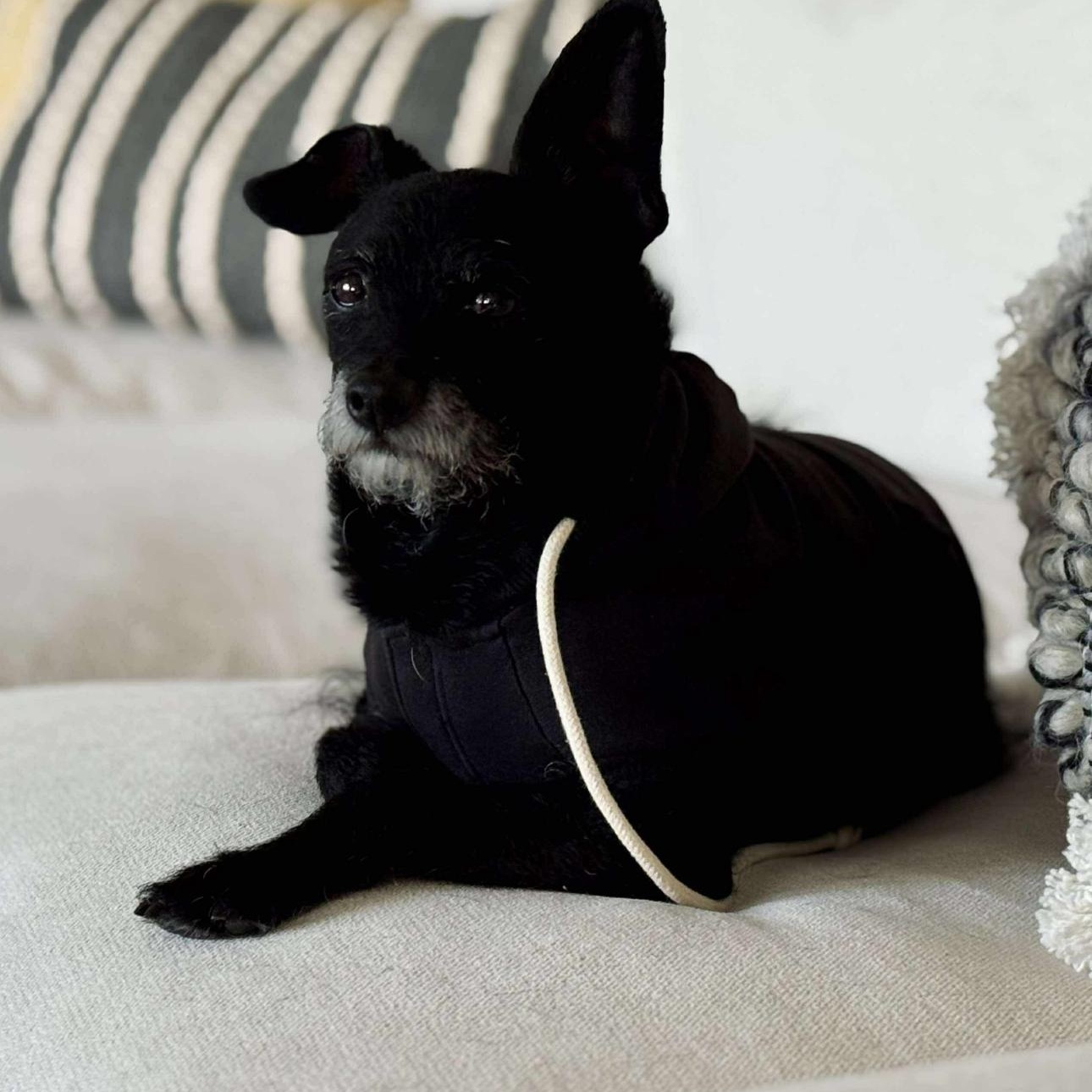 1663 Charlie, an adoptable Schipperke in Springfield, MO, 65810 | Photo Image 2