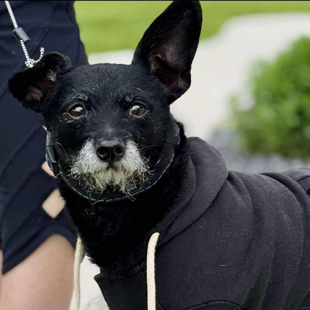 1663 Charlie, an adoptable Schipperke in Springfield, MO, 65810 | Photo Image 1