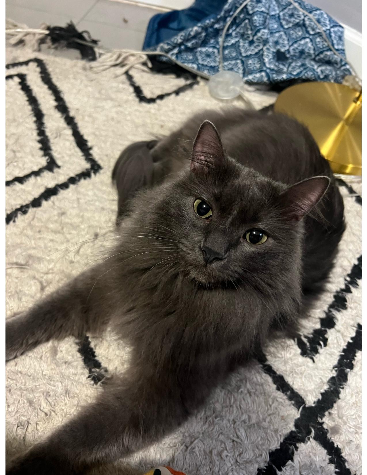 Sunny Jim and Janey, an adopted Domestic Long Hair in Chicago, IL image 4/6