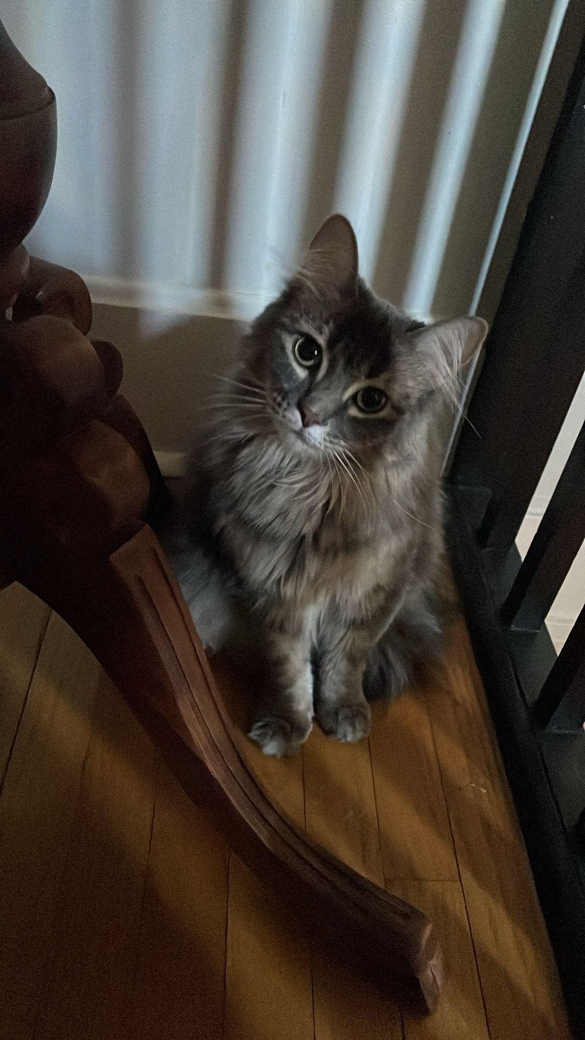 Sunny Jim and Janey, an adopted Domestic Long Hair in Chicago, IL image 5/6