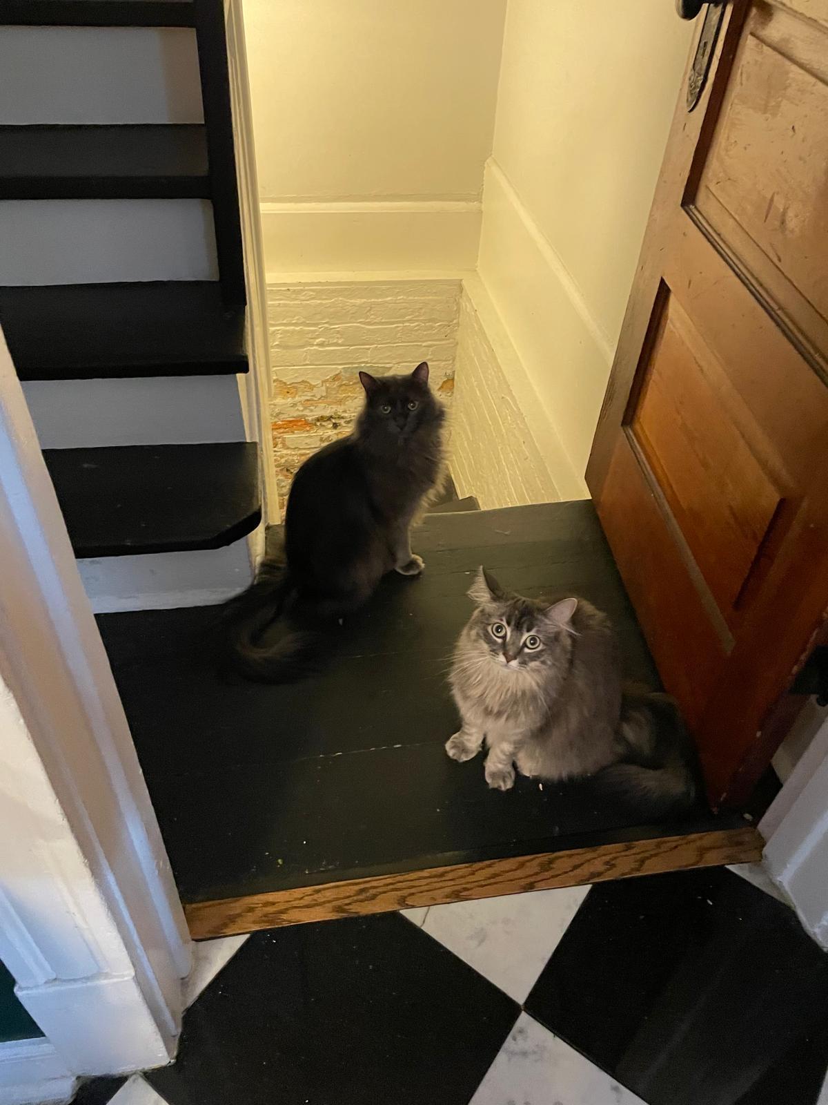 Sunny Jim and Janey, an adopted Domestic Long Hair in Chicago, IL image 1/6