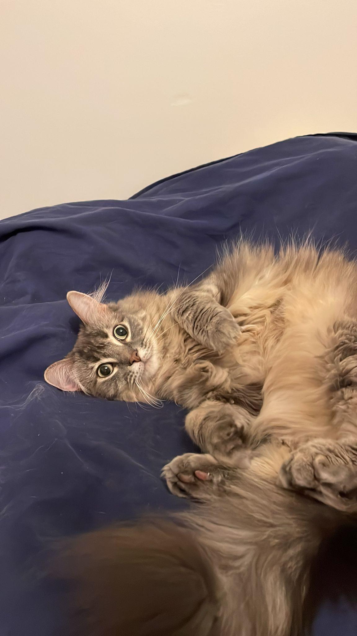 Sunny Jim and Janey, an adopted Domestic Long Hair in Chicago, IL image 6/6