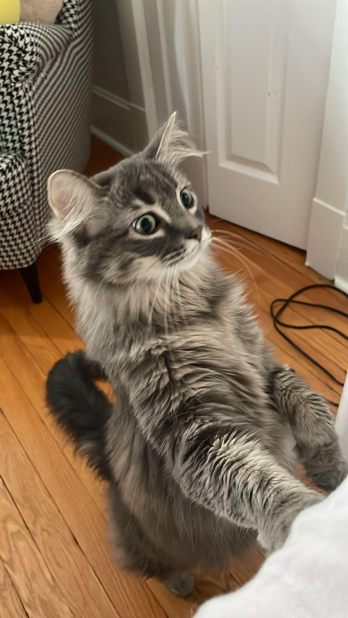Sunny Jim and Janey, an adopted Domestic Long Hair in Chicago, IL image 3/6