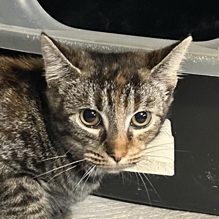 Sassy, Adoptable, Kitten Female Domestic Short Hair.