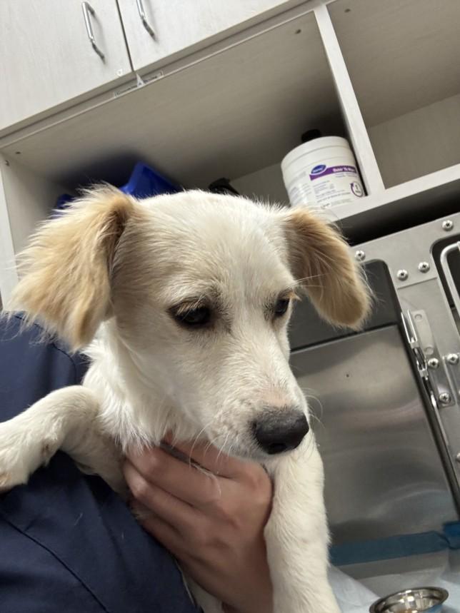 Enlarge BANANA, a Adoptable mixed breed in Olivehurst, CA image 1/1