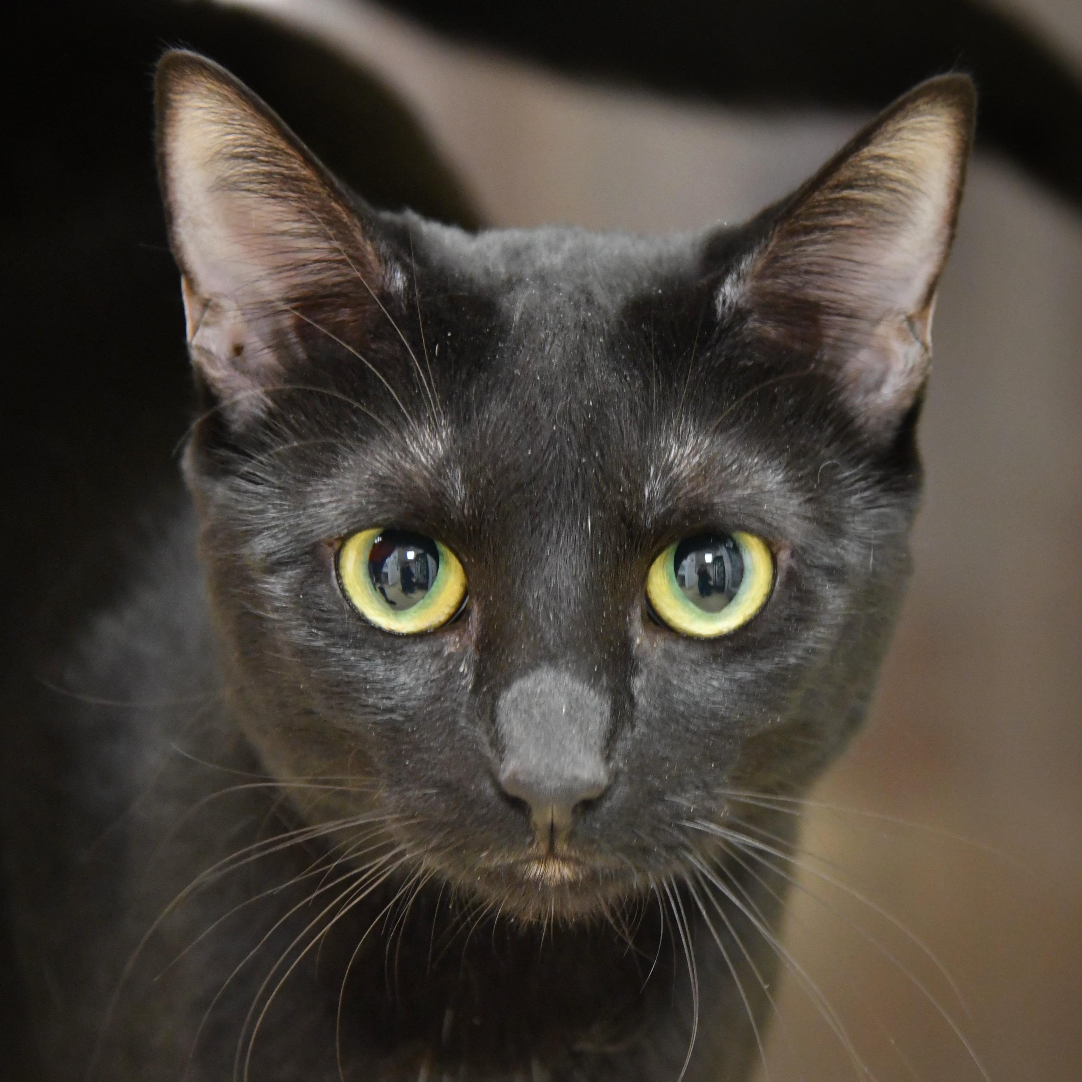 Tiny, Young Female Domestic Short Hair