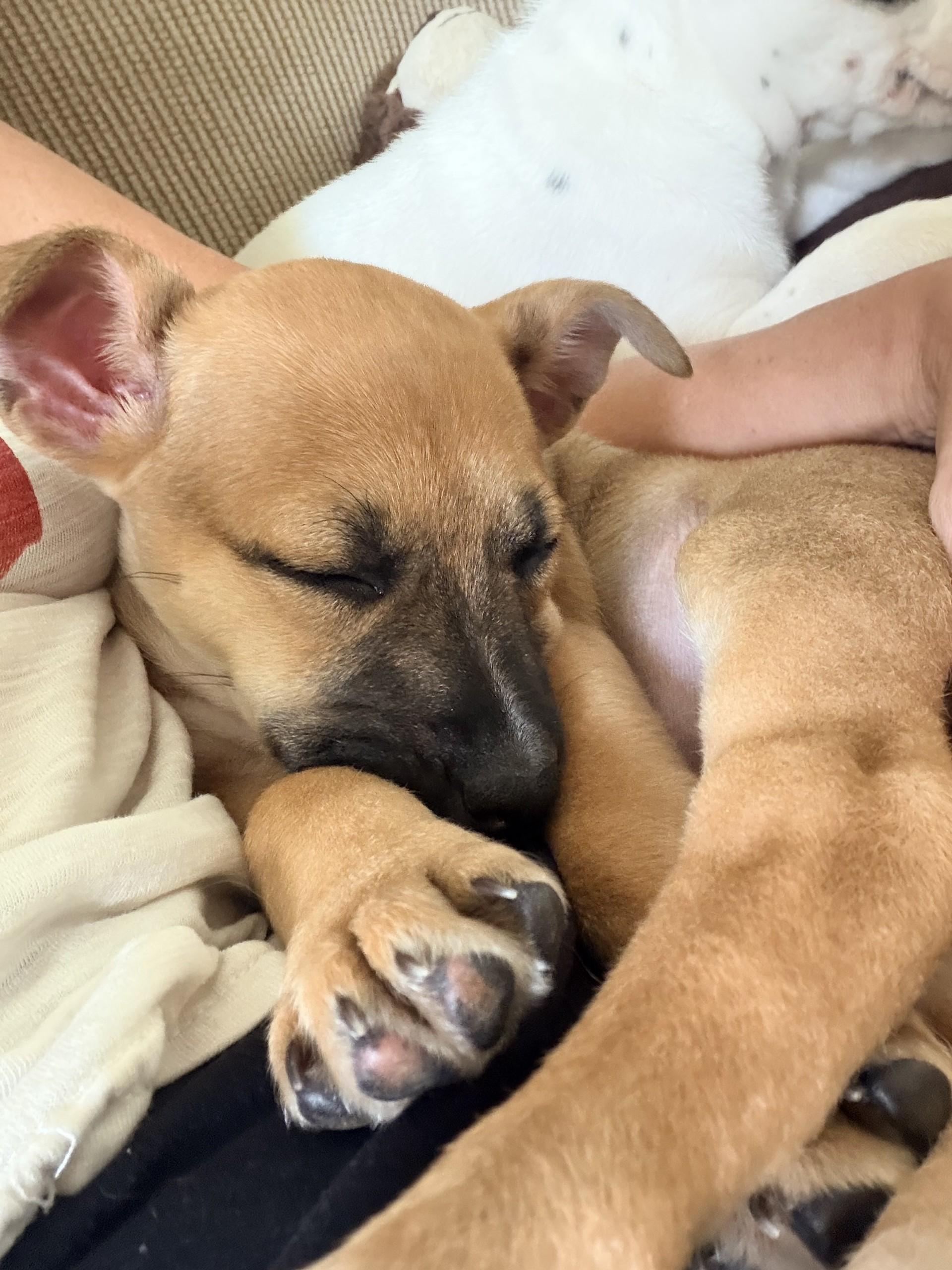 Honey, a ADOPTABLE mixed breed in Youngstown, OH image 3/4
