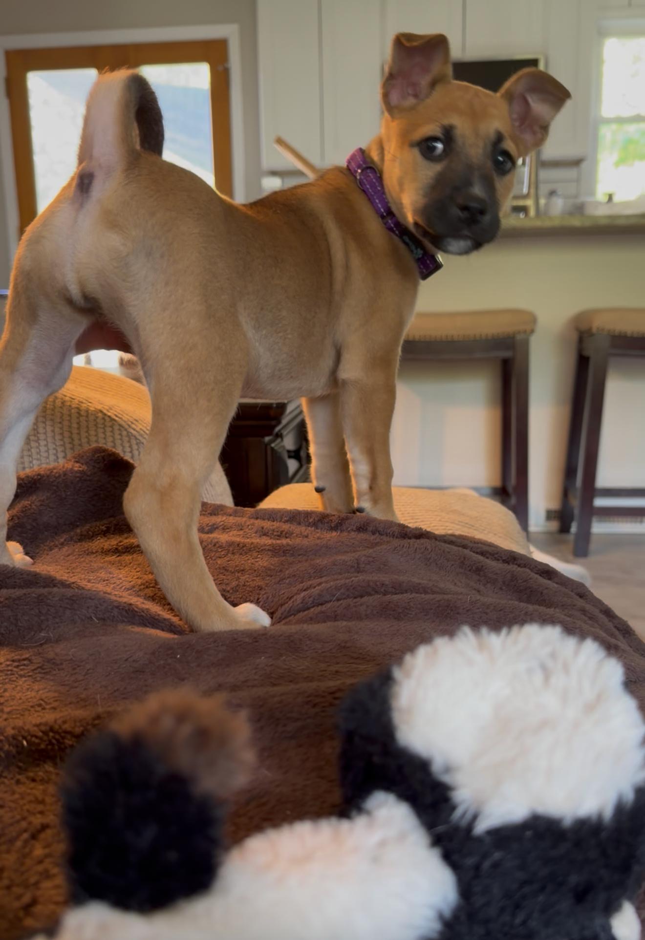 Honey, a ADOPTABLE mixed breed in Youngstown, OH image 2/4