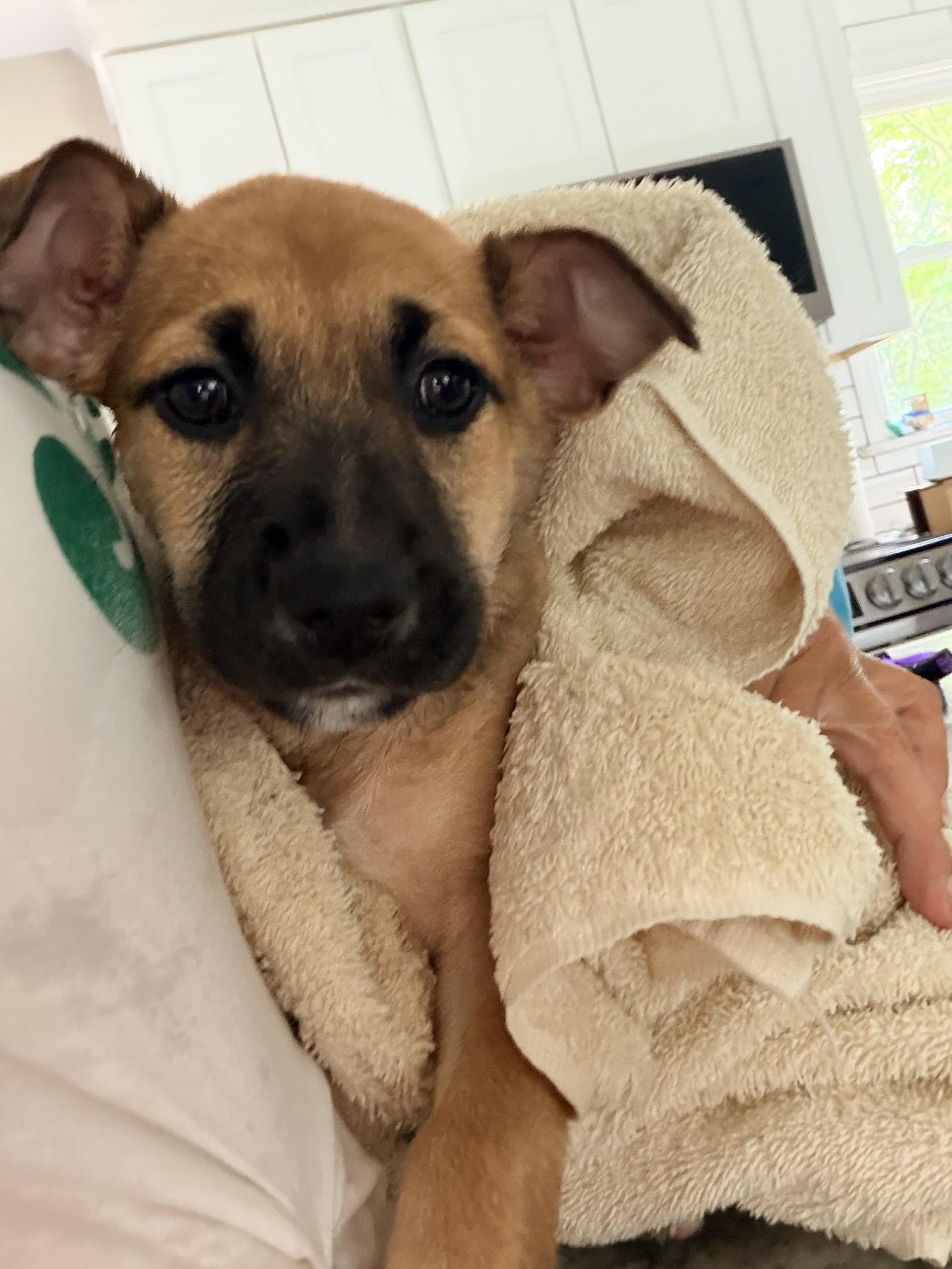 Honey, ADOPTABLE, Puppy Female Pit Bull Terrier.