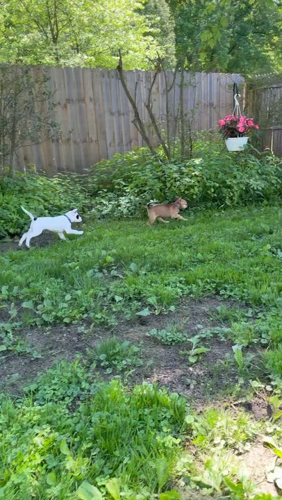 Enlarge Honey, a ADOPTABLE mixed breed in Youngstown, OH video 4/4